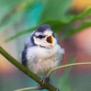 Meet your Posher, Gregory